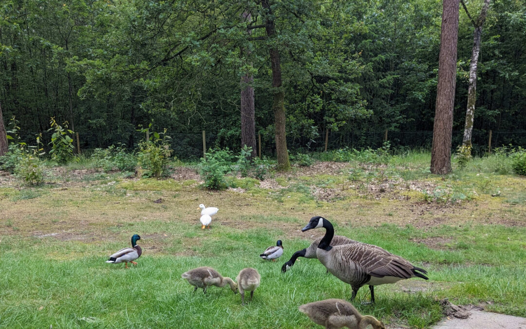 Why Holiday Parks Are the Best Value Holidays for Families