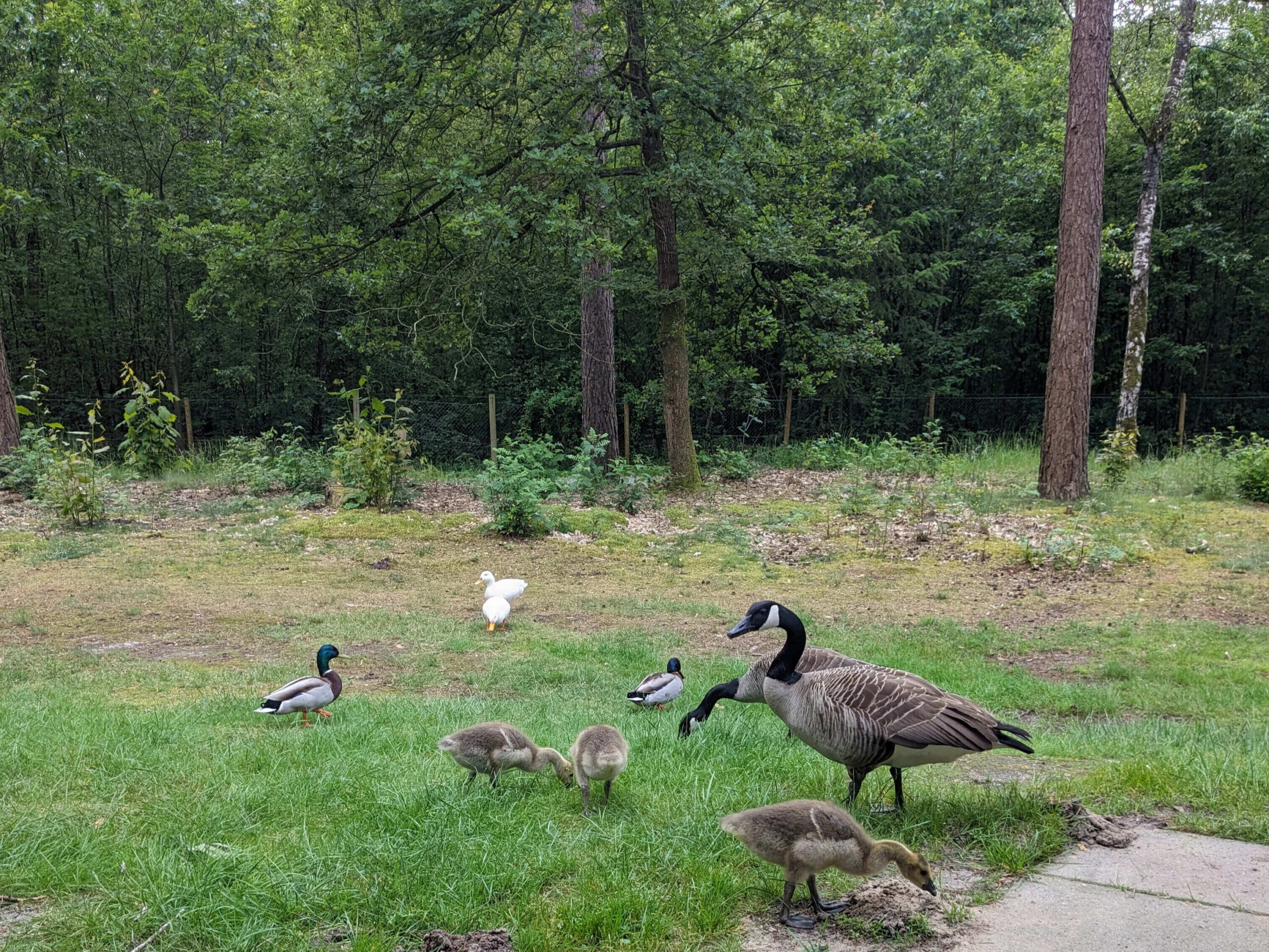 Why Holiday Parks Are the Best Value Holidays for Families