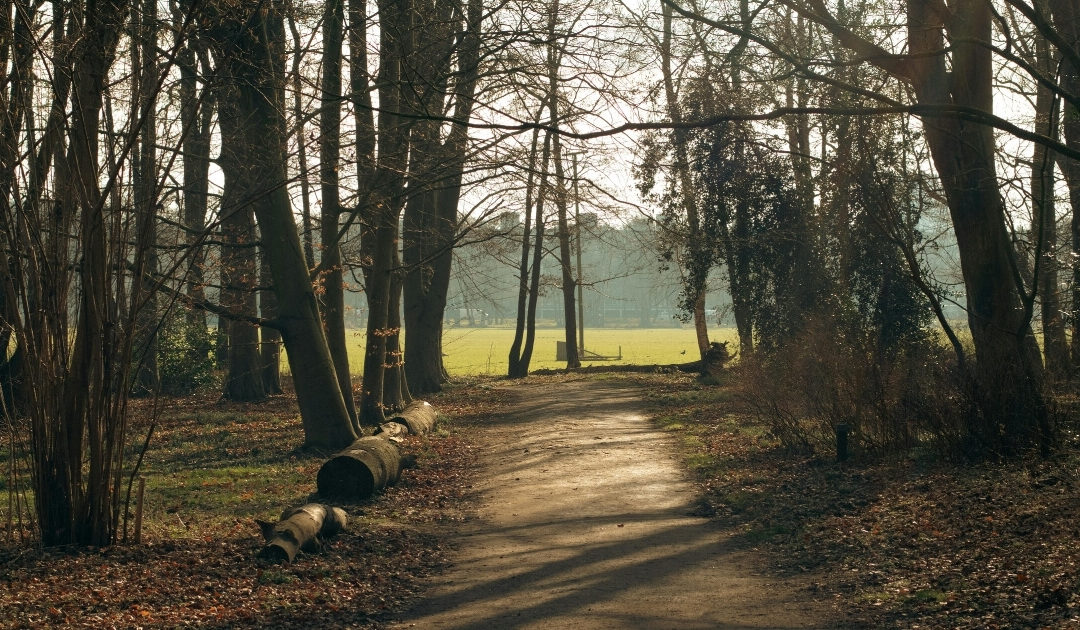 Landal Miggelenberg Review: A Relaxed Woodland Escape for Families With Young Children